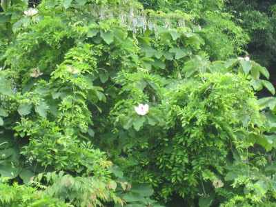 IMG_2148%5B1%5D.jpg