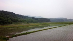 田植え終了