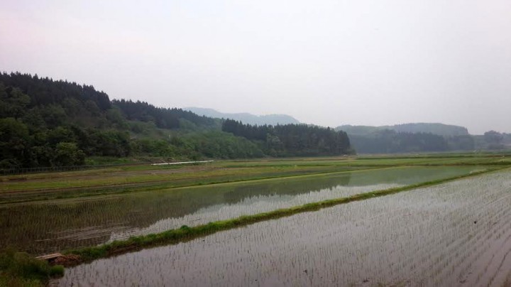 田植え