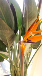 極楽鳥花